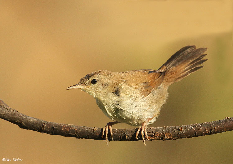    Cetti's Warbler Cettia cetti   Wadi Samak,Golan,Israel 04-07-11 Lior Kislev                                     